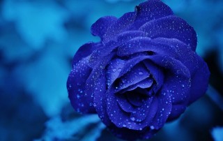 january-blues-rose-blue